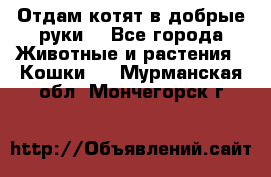 Отдам котят в добрые руки. - Все города Животные и растения » Кошки   . Мурманская обл.,Мончегорск г.